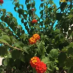פארק נופש Villaggio Elisena ויאסטה
