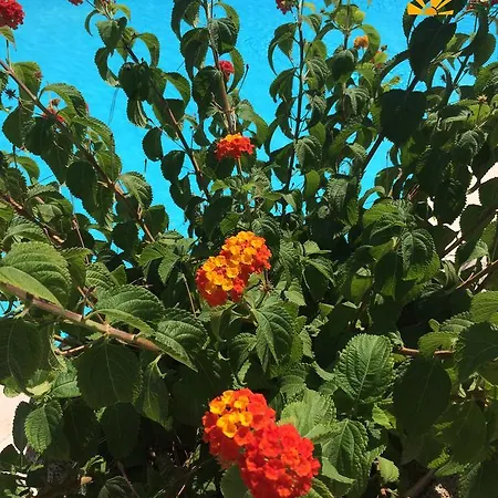 Πάρκο διακοπών Villaggio Elisena Βιέστε