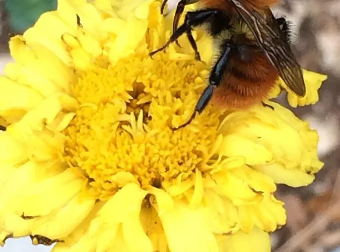 منتزه العطل Villaggio Elisena فيستَ